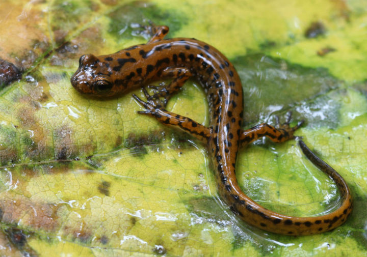 Cave Salamander